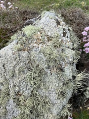 Ramalina siliquosa