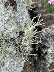 Ramalina siliquosa