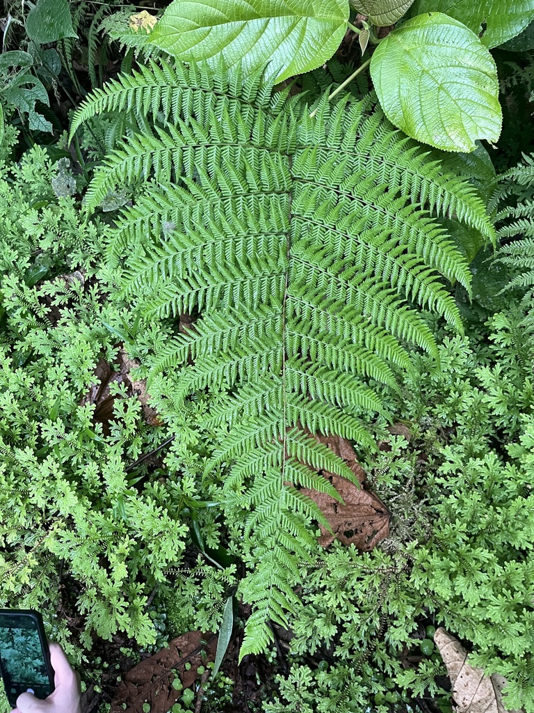 Mariana Maiden Fern from Str, Sarapiqui, Heredia, CR on May 20, 2022 at