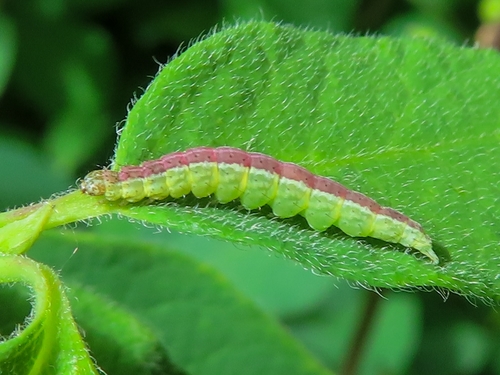 Honeysuckle Moth, 9747 Groningen, Netherlands, photo 7 of 10