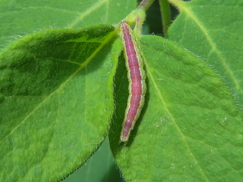 Honeysuckle Moth