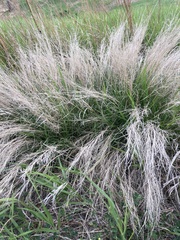 Muhlenbergia cuspidata