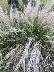 Muhlenbergia cuspidata