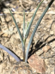 Calochortus eurycarpus