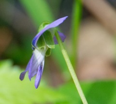 Viola labradorica