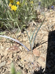 Calochortus eurycarpus