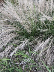 Muhlenbergia cuspidata