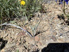 Calochortus eurycarpus
