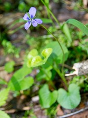Viola labradorica
