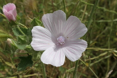 Malva hispanica