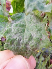 Golovinomyces sonchicola