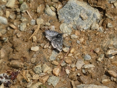 Metaxmeste phrygialis