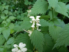 Lamium flexuosum