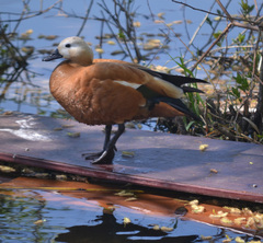 Tadorna ferruginea