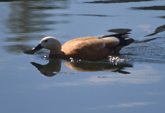 Tadorna ferruginea