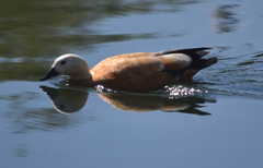 Tadorna ferruginea