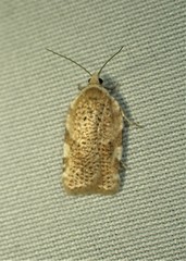 Acleris cervinana