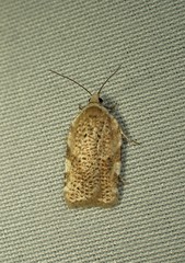 Acleris cervinana