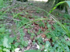 Bromus benekenii