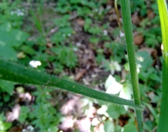 Bromus benekenii