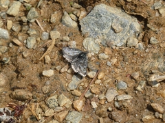 Metaxmeste phrygialis
