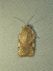 Acleris cervinana