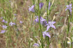 Campanula rapunculus