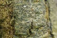 Pseudoschismatomma rufescens