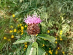 Centaurea jacea vinyalsii