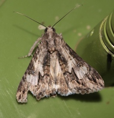 Melipotis jucunda