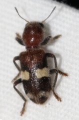 Enoclerus quadrisignatus
