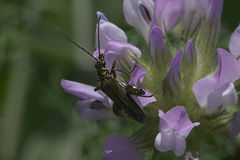 Oedemera