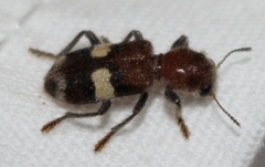 Enoclerus quadrisignatus