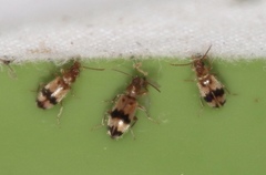Notoxus calcaratus