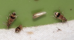 Notoxus calcaratus