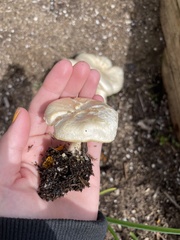 Melanoleuca verrucipes