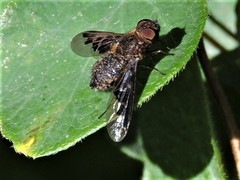 Hemipenthes morioides