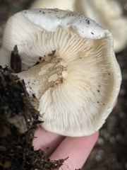 Melanoleuca verrucipes