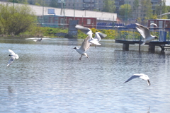 Chroicocephalus ridibundus