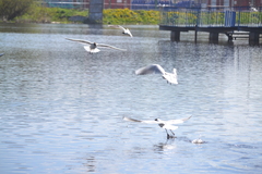 Chroicocephalus ridibundus