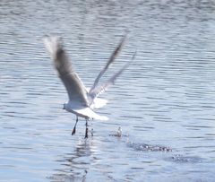 Chroicocephalus ridibundus