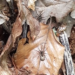 Pardosa lugubris