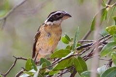 Black-Headed Grosbeak photo 4