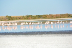Phoenicopterus chilensis