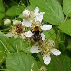 Bombus