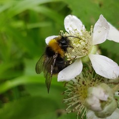 Bombus