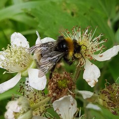 Bombus