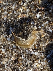 Echinogammarus ischnus