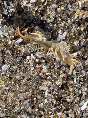 Echinogammarus ischnus