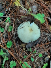 Amanita xylinivolva